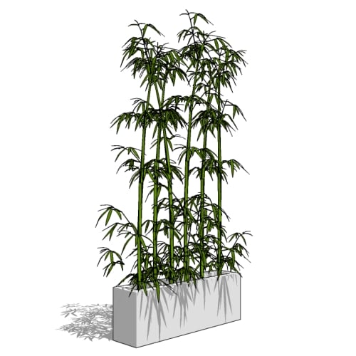 Bamboo Groves