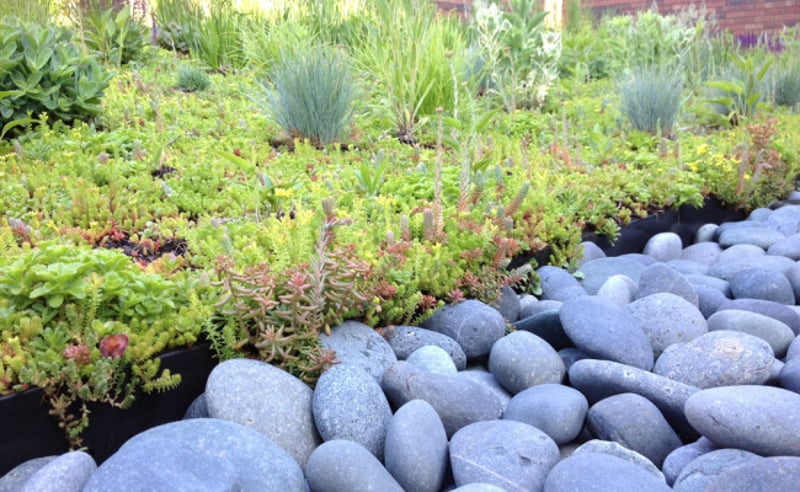 Chicago Rooftop Garden preview 3