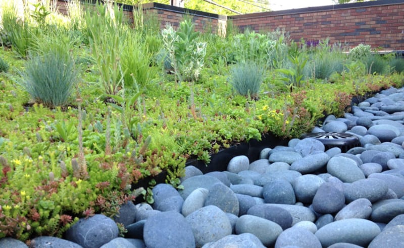 Chicago Rooftop Garden preview 4