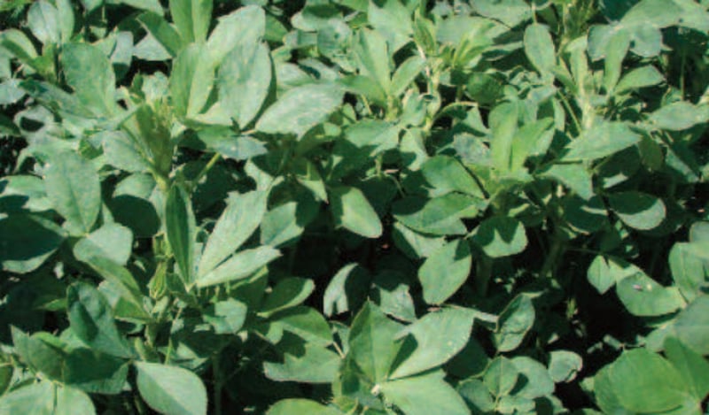 Crop Solutions: Drip Irrigation On Alfalfa preview 2