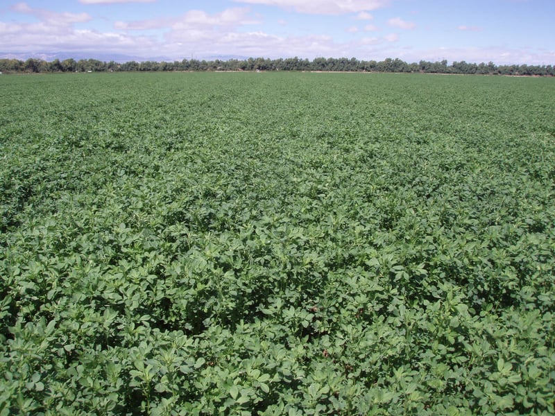 Crop Solutions: Drip Irrigation On Alfalfa