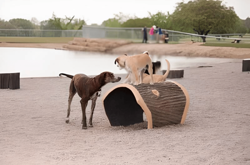 Z Bonz Dog Park