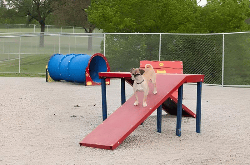 Z Bonz Dog Park preview 2