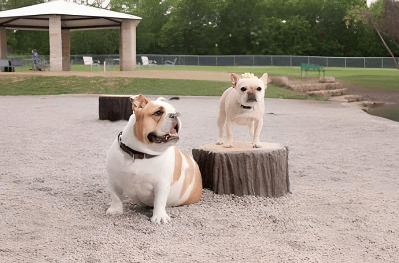Z Bonz Dog Park preview 4