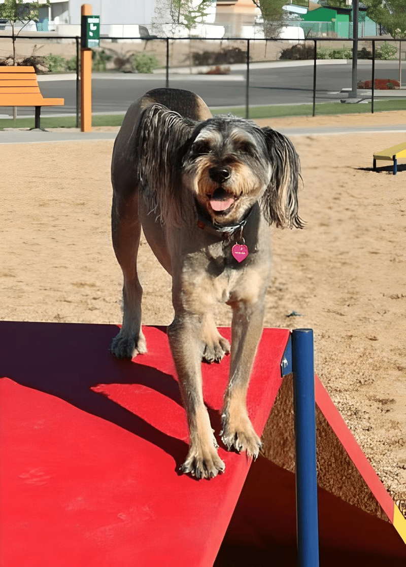 Storey Bark Park preview 2