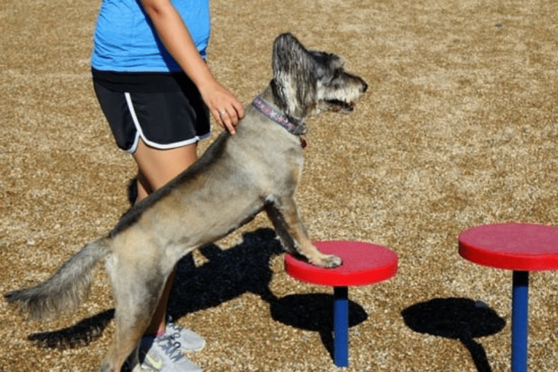 Storey Bark Park preview 5