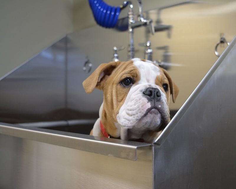 Stainless Steel Dog Grooming Sinks preview 2