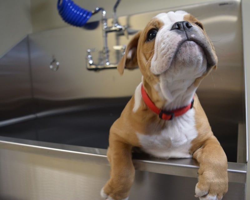Stainless Steel Dog Grooming Sinks preview 3
