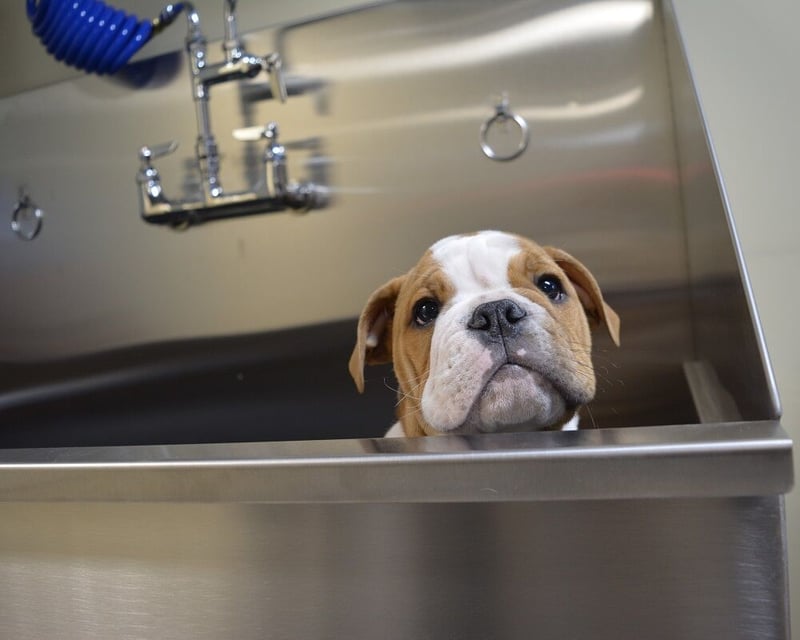 Stainless Steel Dog Grooming Sinks preview 4