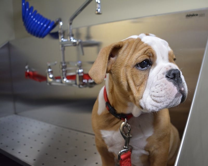 Stainless Steel Dog Grooming Sinks preview 5