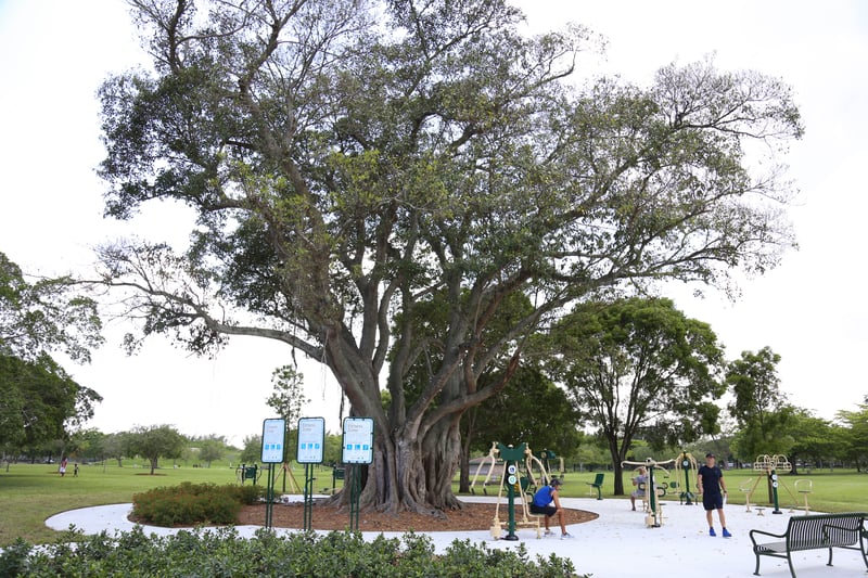 Tropical Park preview 6