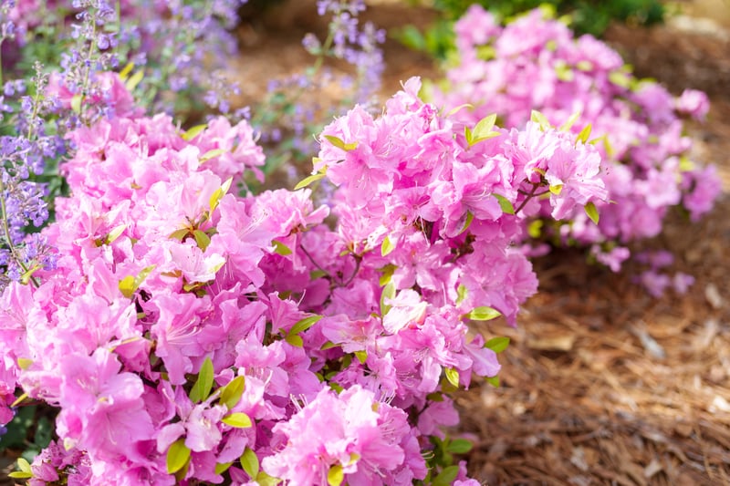Pinehurst Resort and Golf Club preview 22