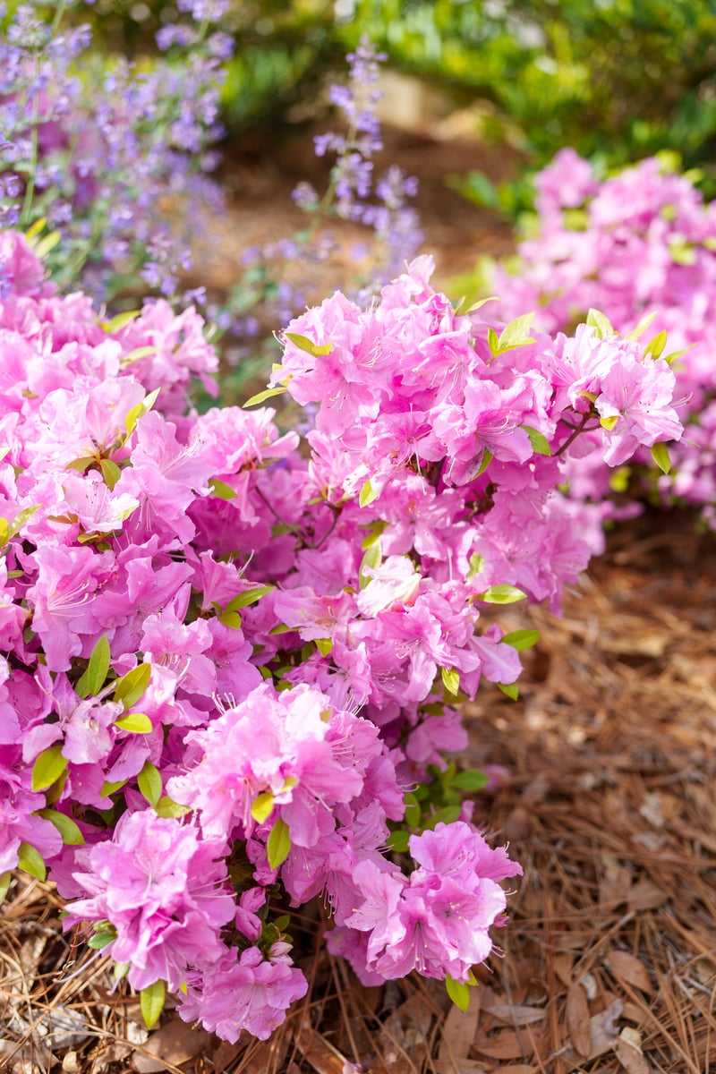 Pinehurst Resort and Golf Club preview 23