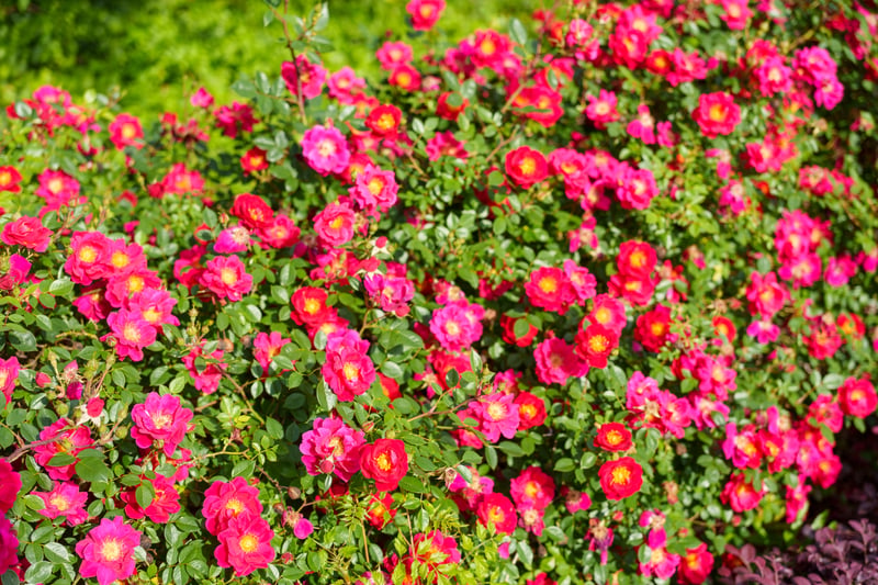 Pinehurst Resort and Golf Club preview 33