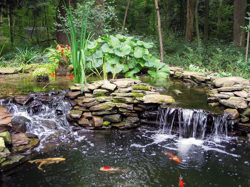 Water Gardening Inspiration preview 11