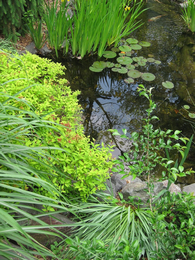 Water Gardening Inspiration preview 13