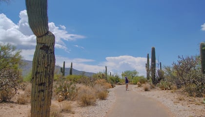Saguaro National Park East