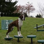 View Dalmatian Discs