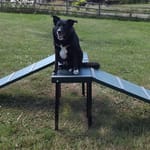 View Dachshund Double Ramp