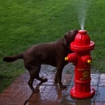 View Top Spray Fire Hydrant