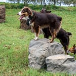View Stepping Stones