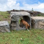 View NatureDog™ Boulder Run Set