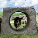 View NatureDog™ Boulder Run