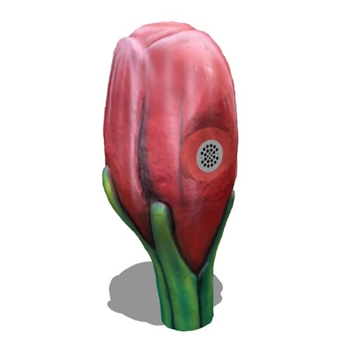 Tulip Talk Tube