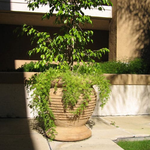 Jaffa Ribbed / Planters & Vases