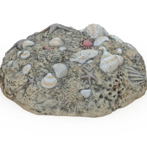 Fossil Digs Sea Shells