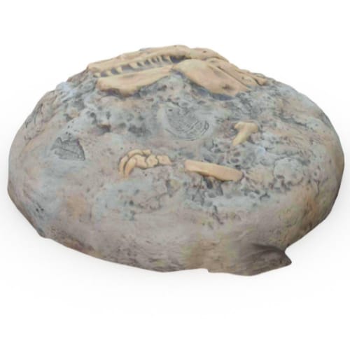 Fossil Digs T-Rex Bones