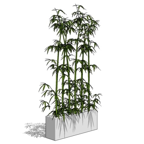 Bamboo Groves