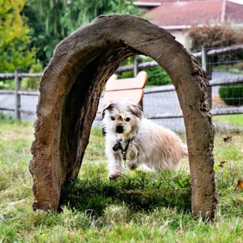 Dog Through the Log
