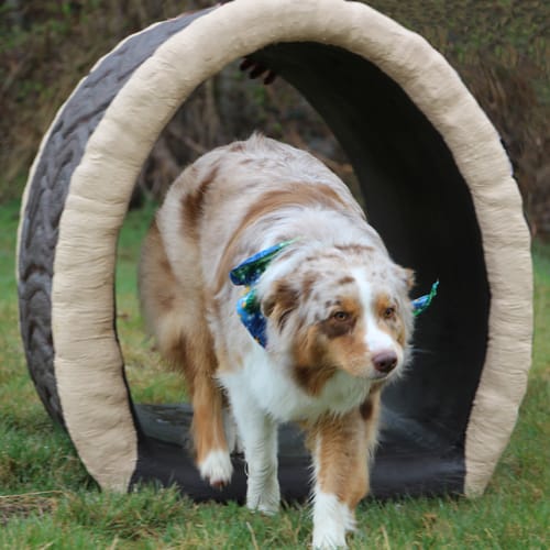 Dog Through the Log preview 2