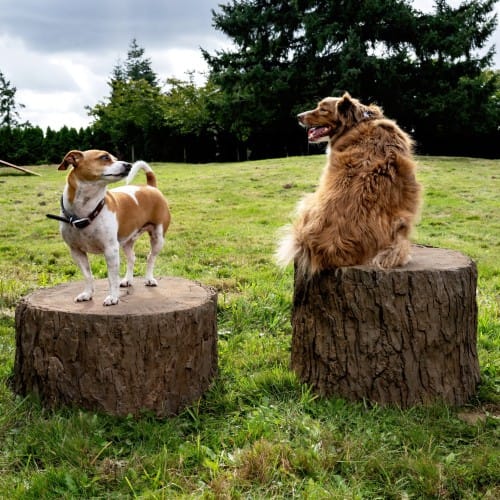 Little Stump Jump preview 3
