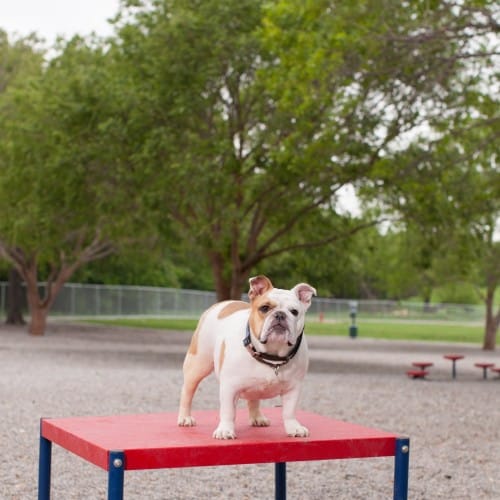 Samoyed Sit & Stay Table preview 1