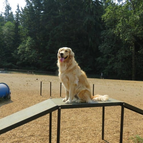 Dog Walk Ramp