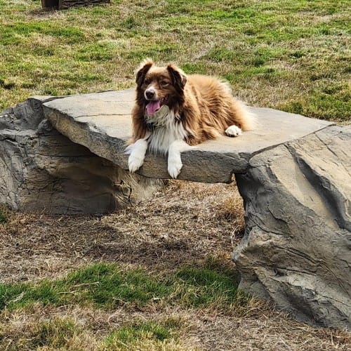 NatureDog™ Canine Crossing