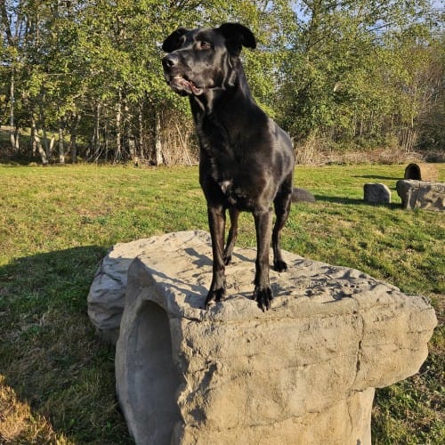 NatureDog™ Boulder Run Set preview 3