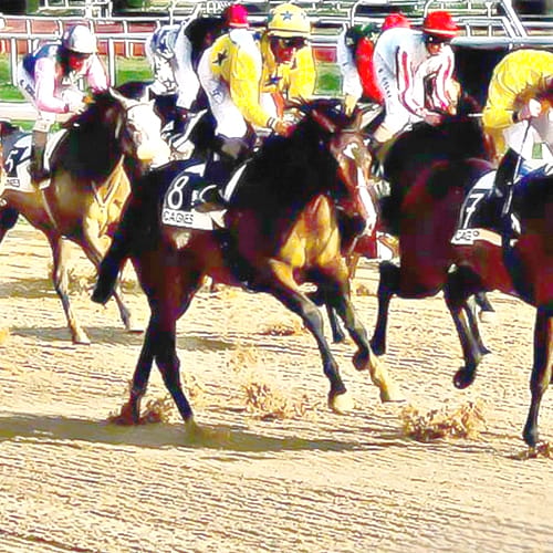 Equestrian: Stabilizer Racing Surface