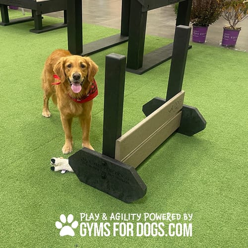 Jump Hurdles preview 4