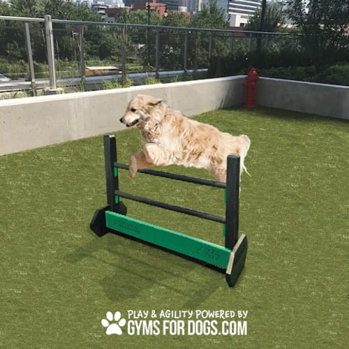 Jump Hurdles preview 5