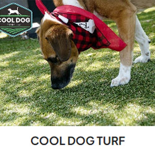 Cool Dog Turf