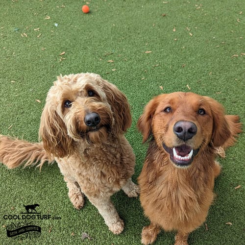 Cool Dog Turf preview 5