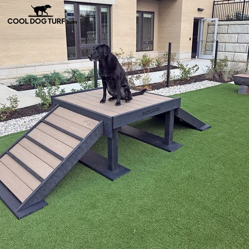 Cool Dog Turf preview 6