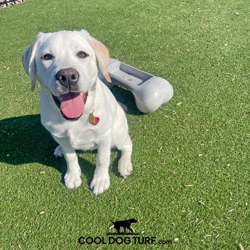 Cool Dog Turf preview 7