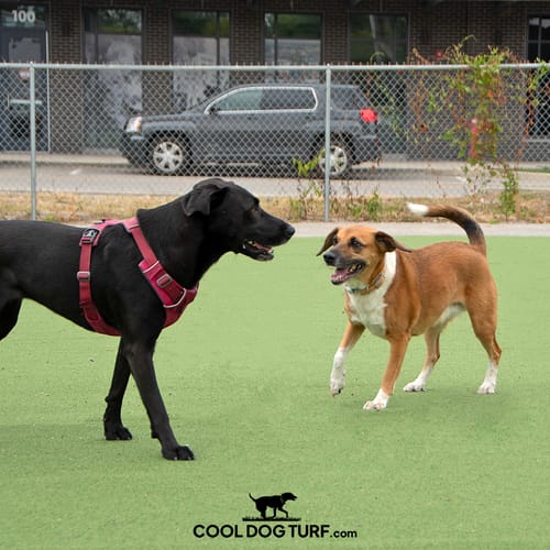 Cool Dog Turf preview 9