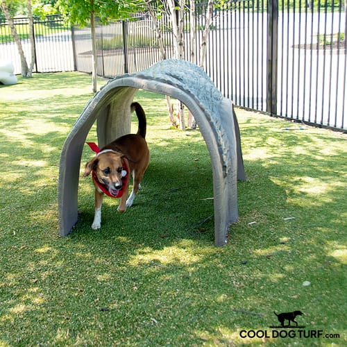 Cool Dog Turf preview 10