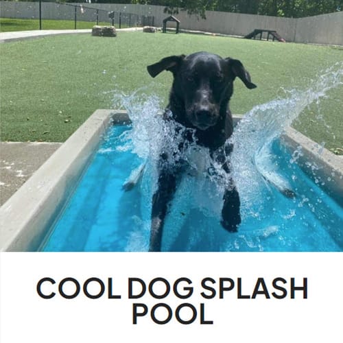 Cool Dog Splash Pool