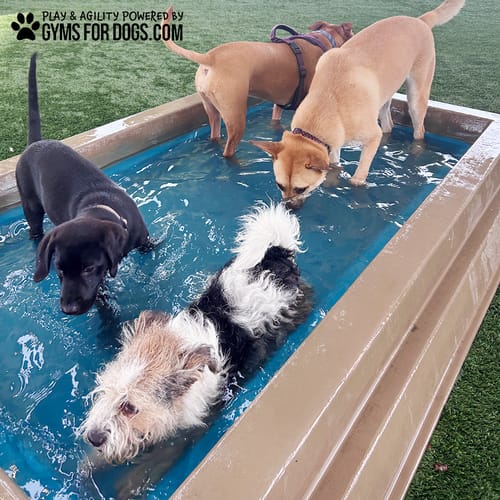 Cool Dog Splash Pool preview 2